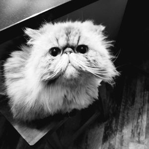 Meet your Posher, Deedra